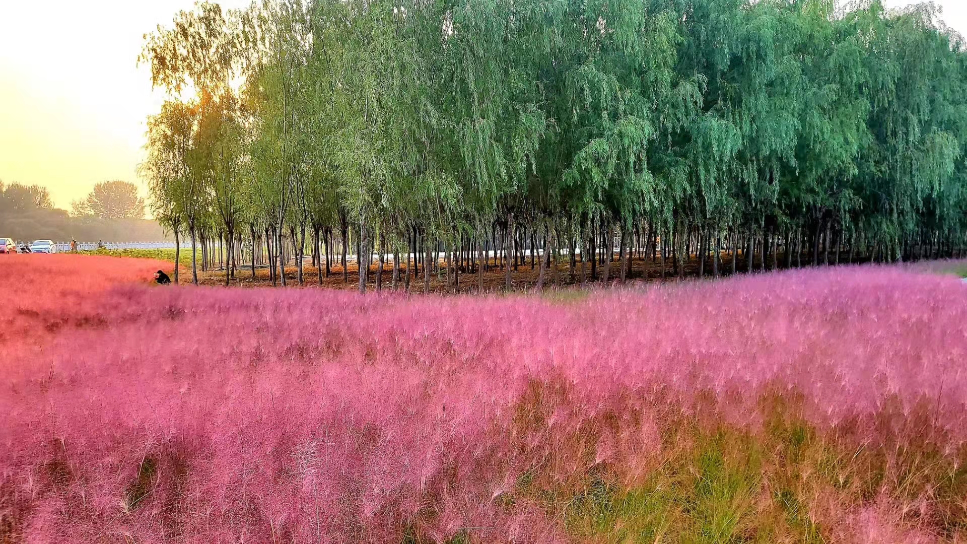 072工程,丁相彬《美丽的粉黛乱子草.jpg