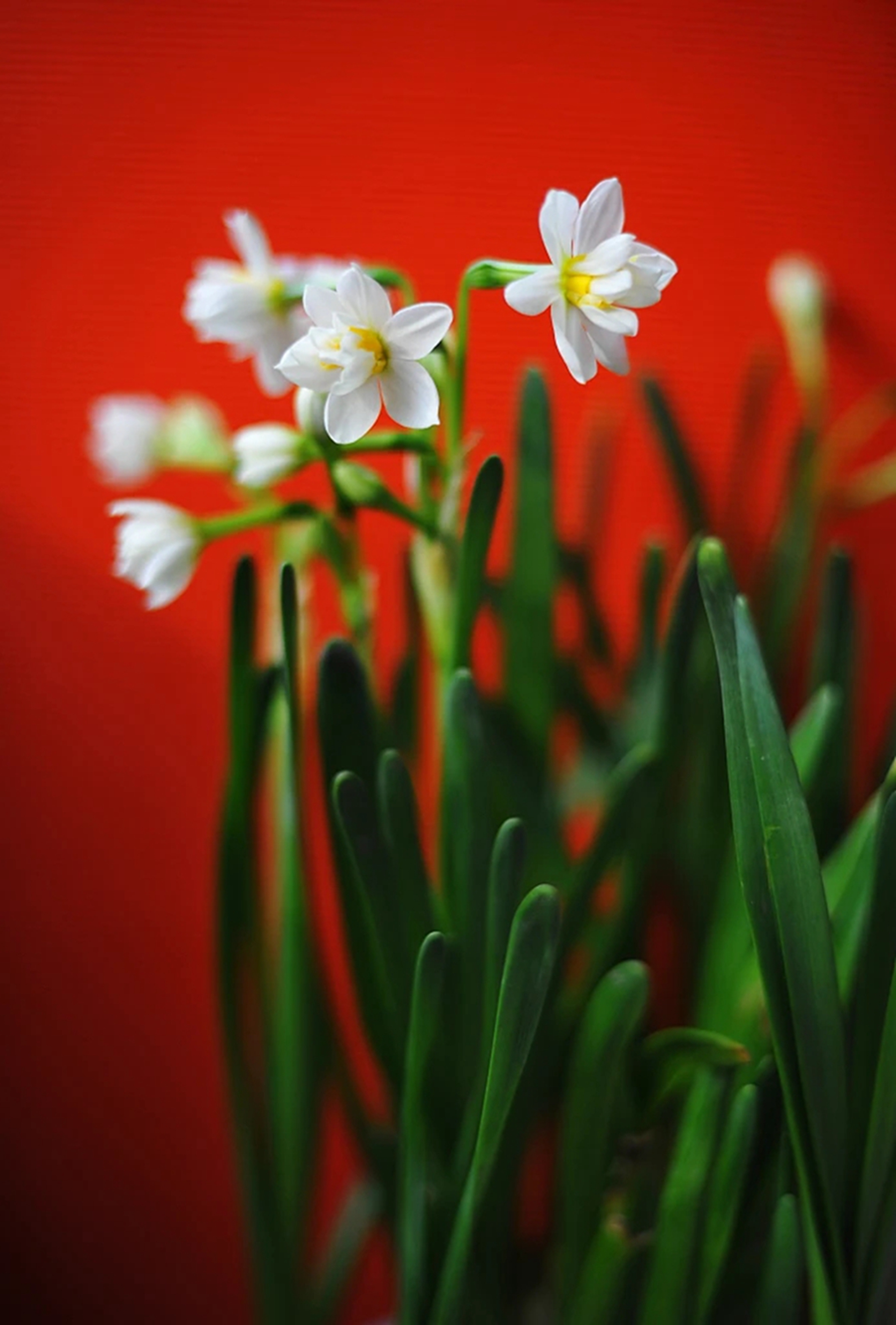 摄影 水仙花