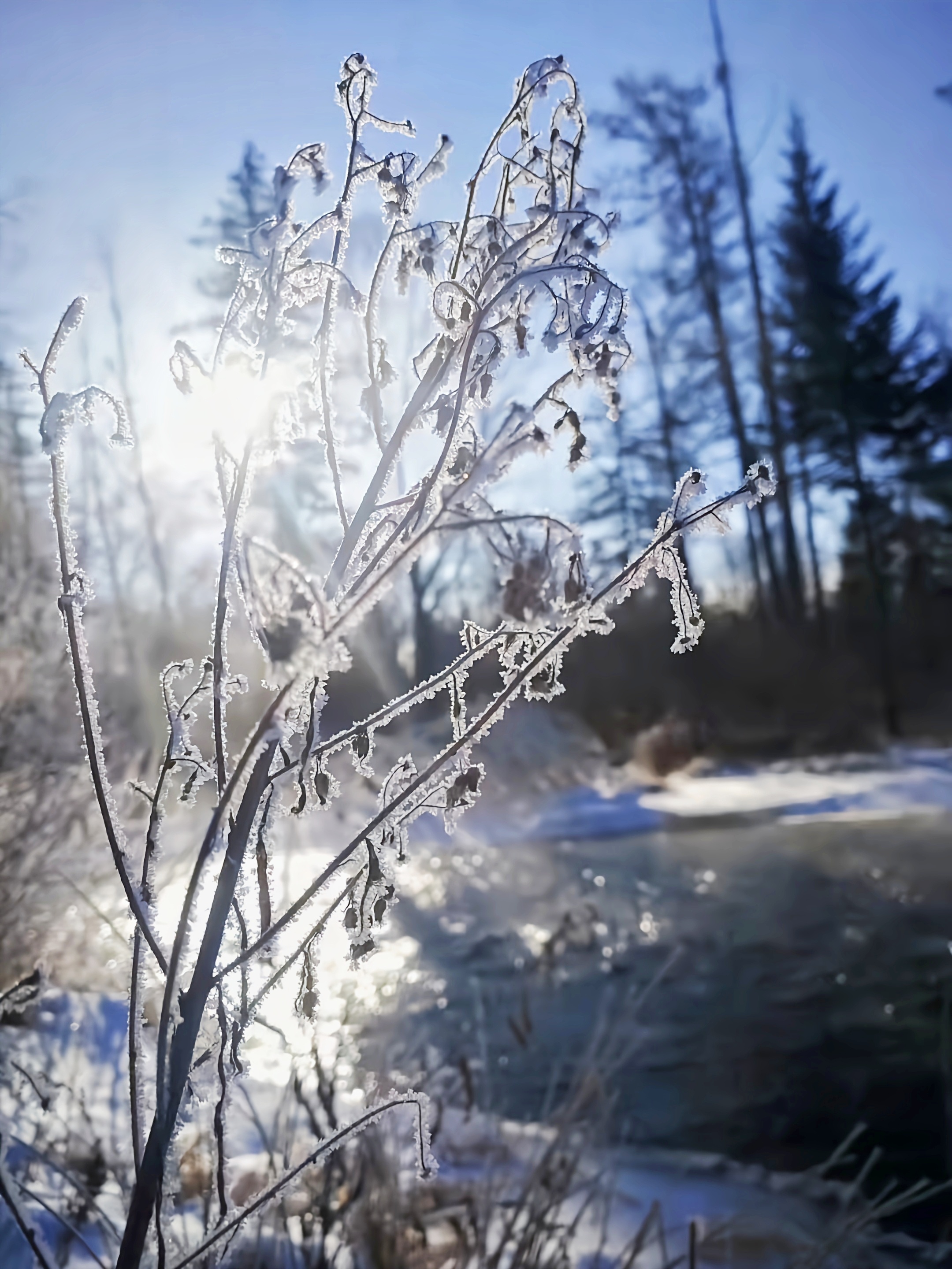 219市开分公司，龚晓静，【组】《芦花落雪（二）》。.jpg