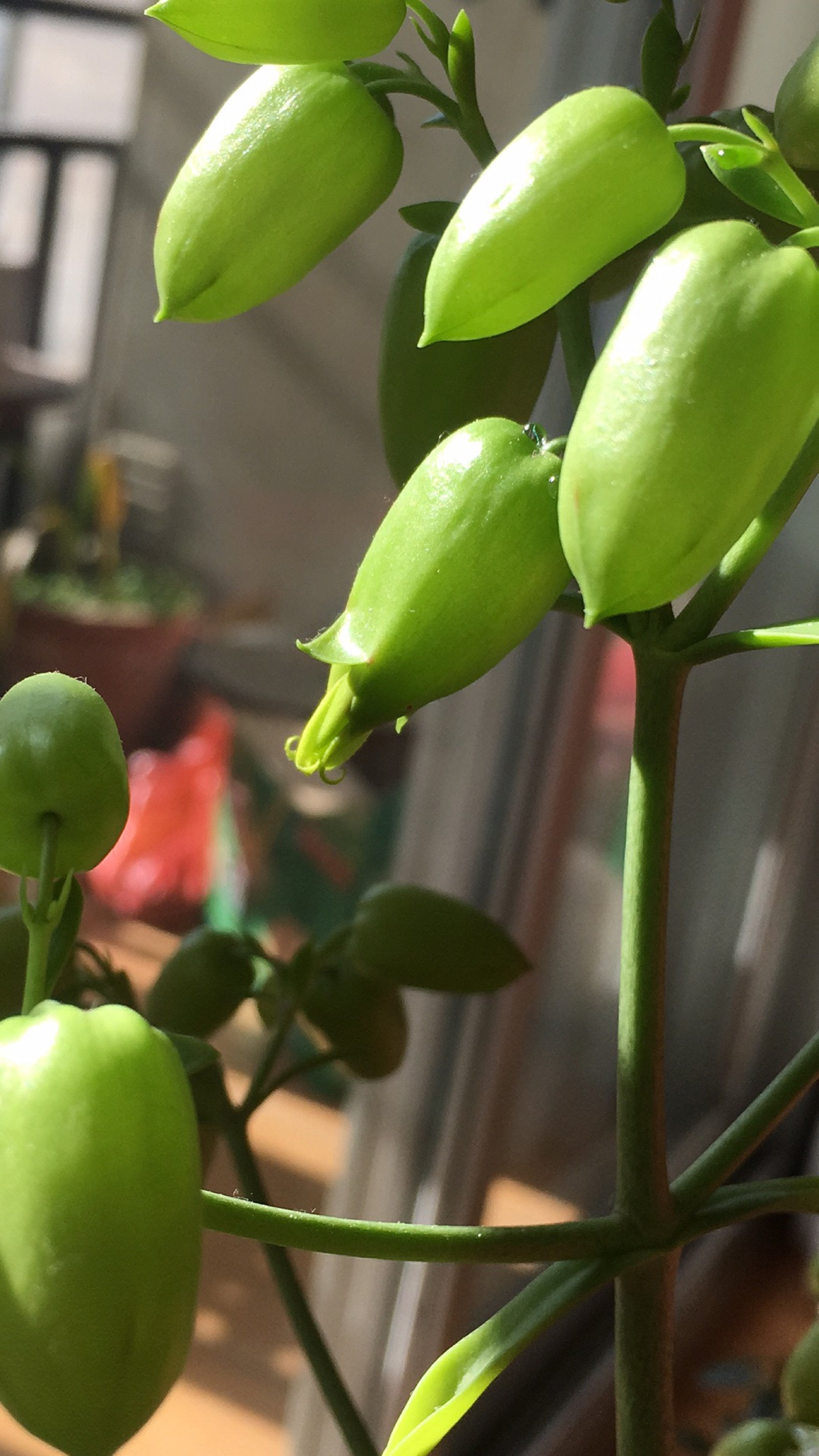 文体摄影：萌芽-理学院崔明远.jpg