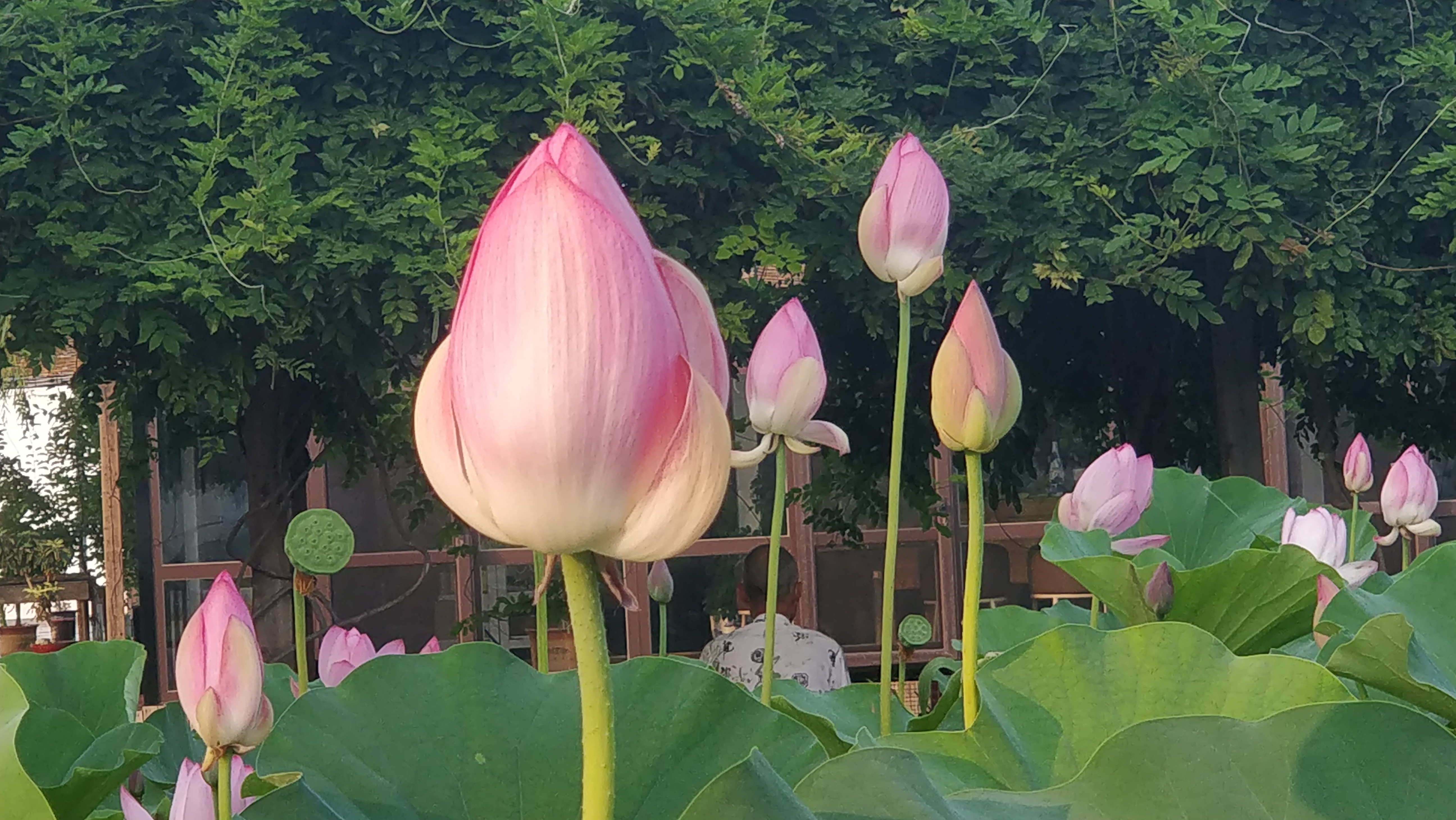 白洋淀荷花美景图片